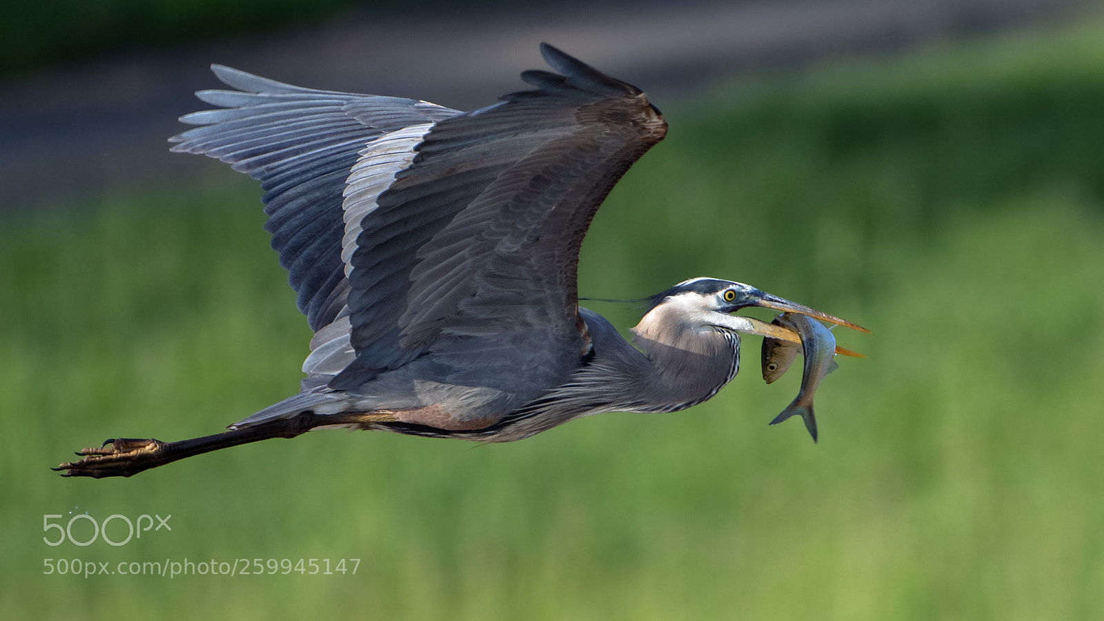 Canon EOS 7D Mark II sample photo. Flying fish photography