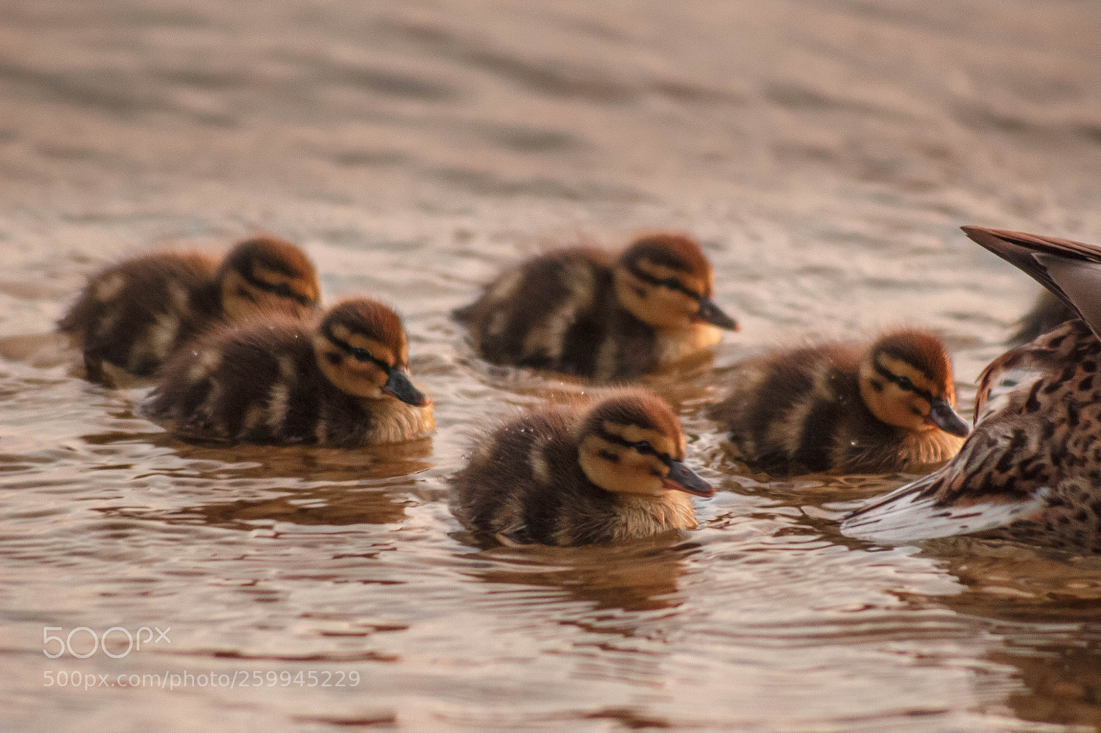 Canon EOS 100D (EOS Rebel SL1 / EOS Kiss X7) sample photo. Ducklings photography