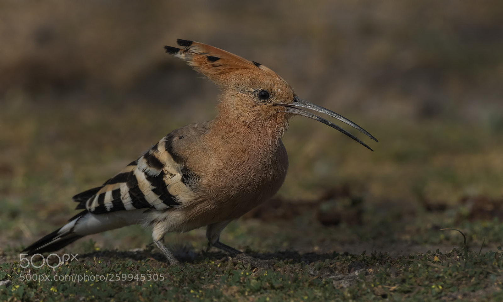 Nikon D500 sample photo. Common hoopoe photography