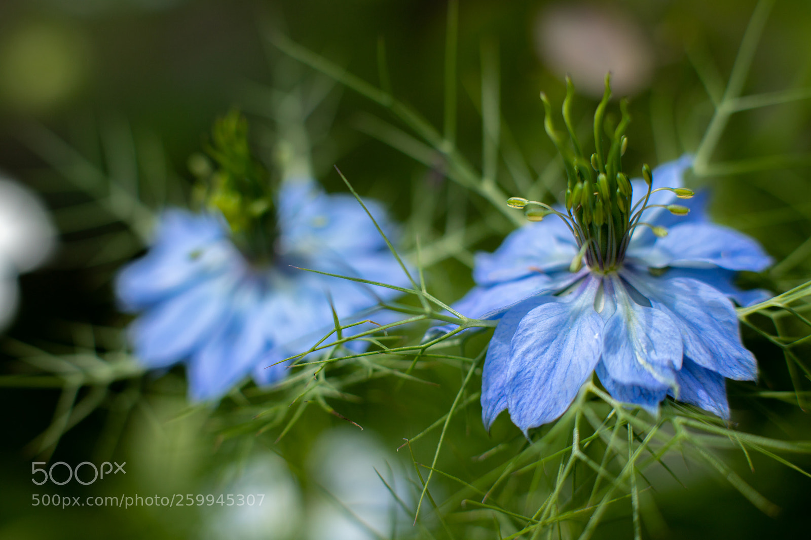Canon EOS 6D Mark II sample photo. Nigelle photography