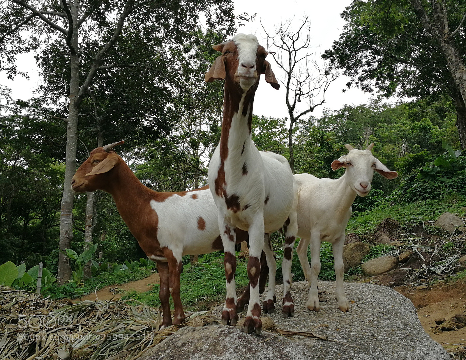 HUAWEI P10 sample photo. Sheeps photography
