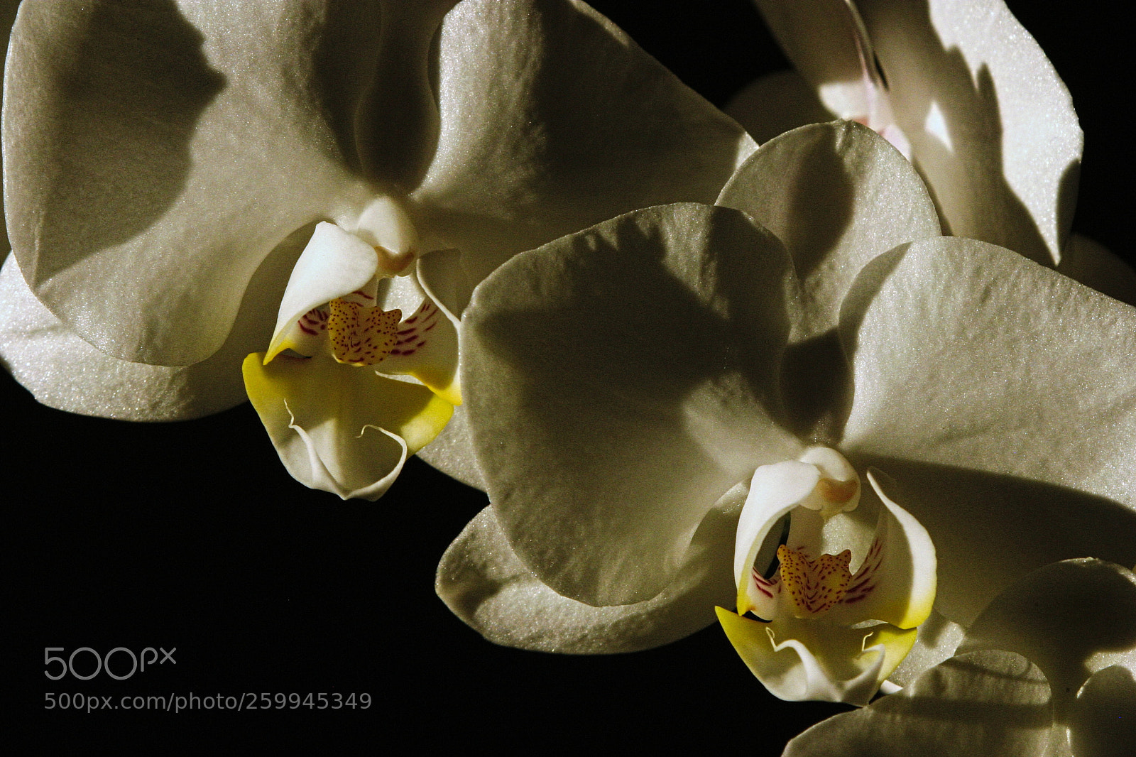 Canon EOS 300D (EOS Digital Rebel / EOS Kiss Digital) sample photo. Orchids photography