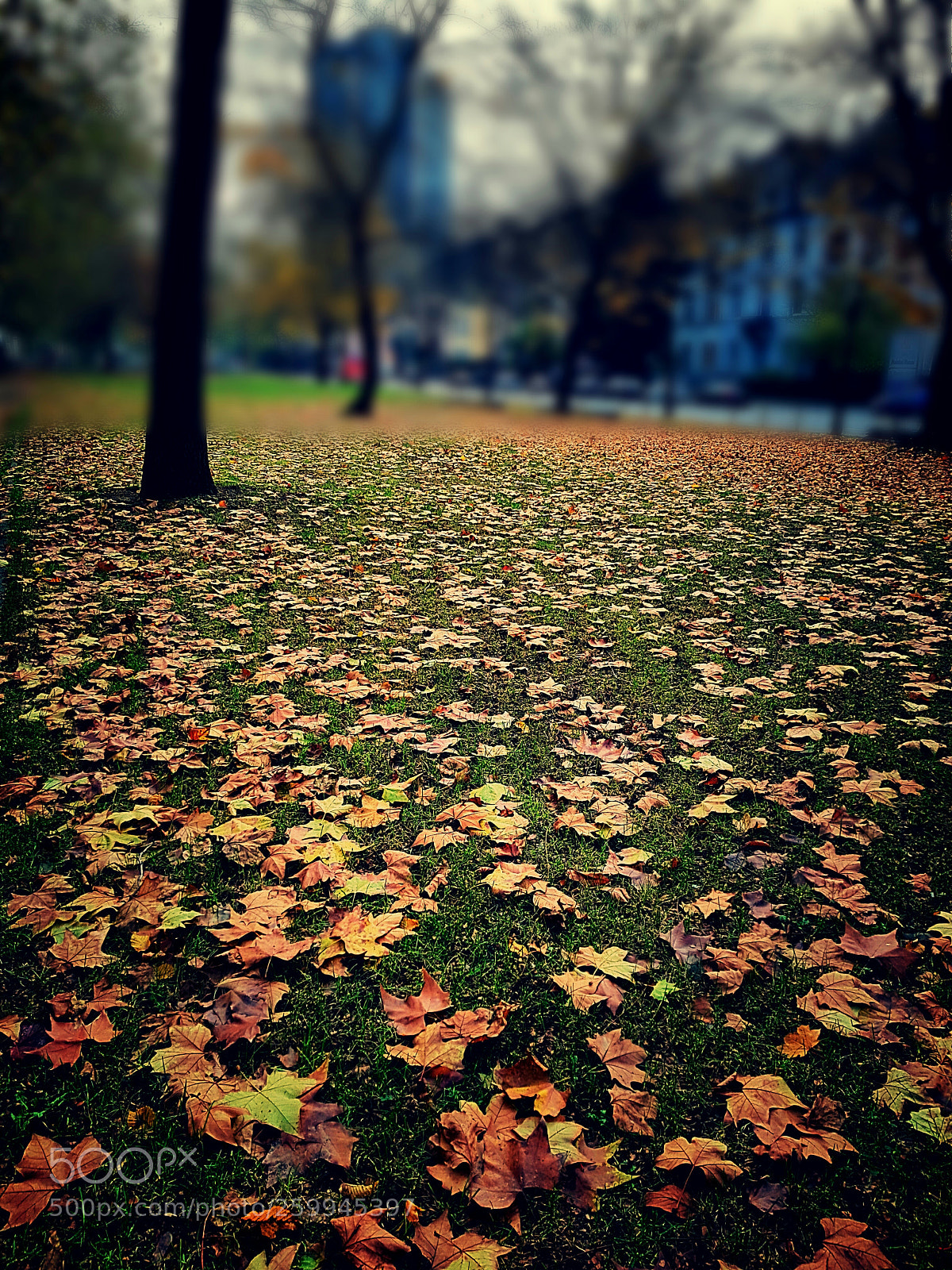 Samsung Galaxy S8 sample photo. Frankfurt am main autum2017 photography