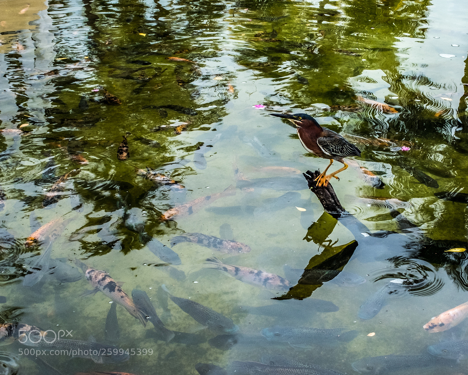 Fujifilm X100F sample photo. Green heron photography