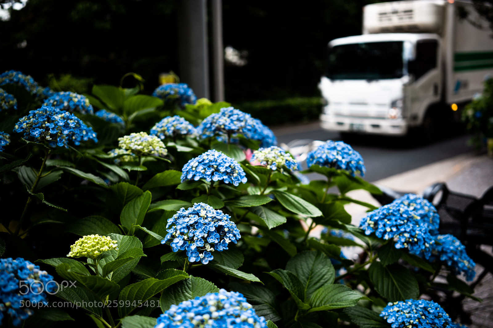Sony a7 III sample photo. Dsc photography