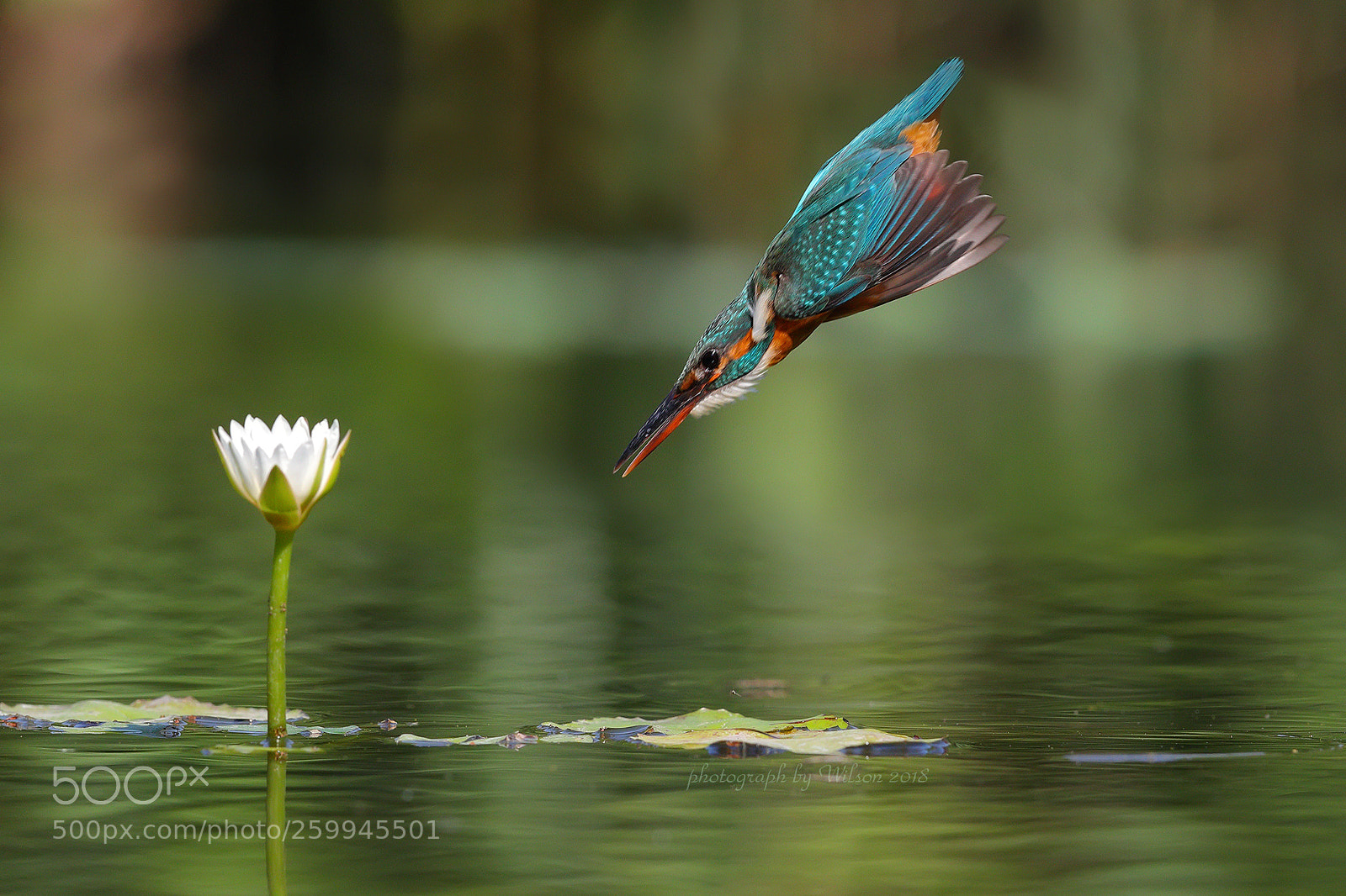 Canon EOS-1D X Mark II sample photo. Alcedo atthis photography