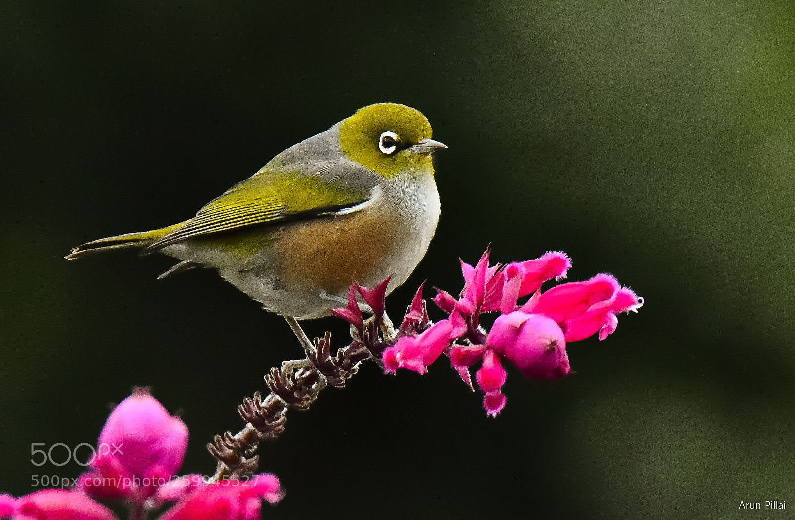 Nikon D500 sample photo. White eye photography