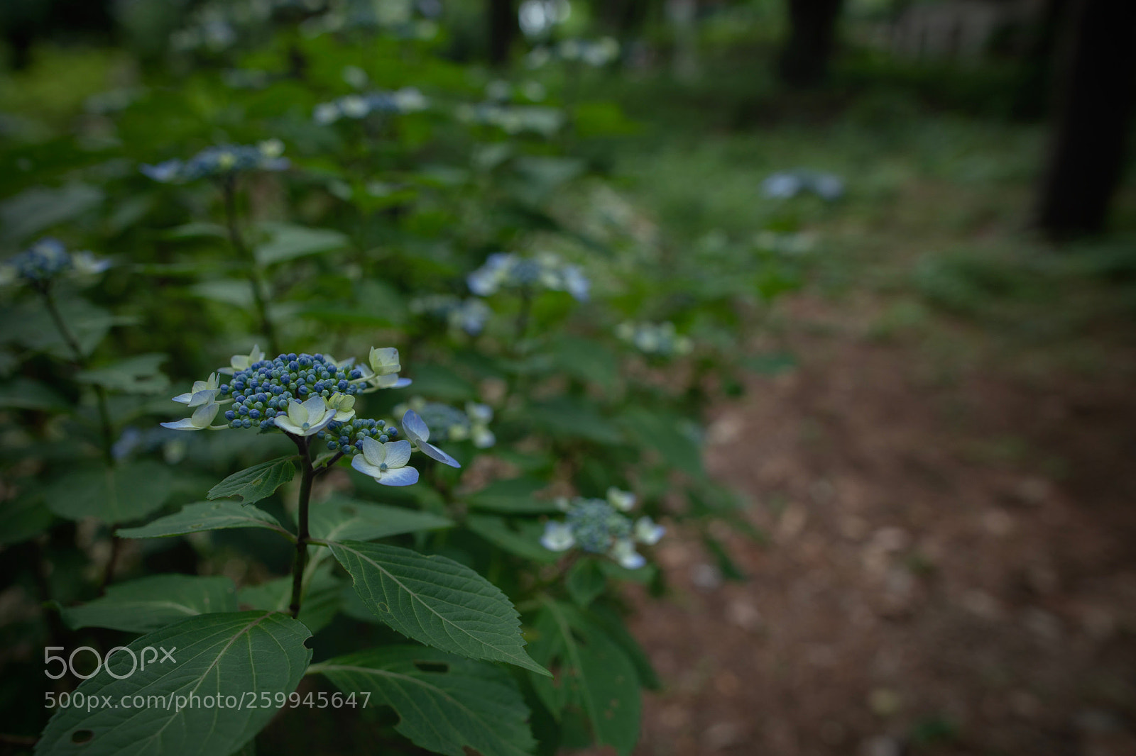 Canon EOS 5D Mark IV sample photo. Hydrangea photography