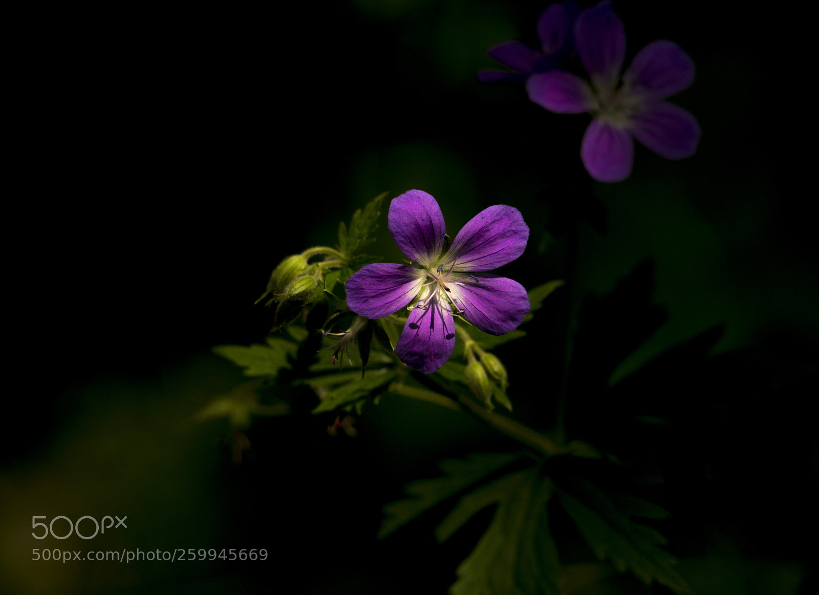 Sony a7R III sample photo. Ray of sunshine.....geranium sanguineum photography