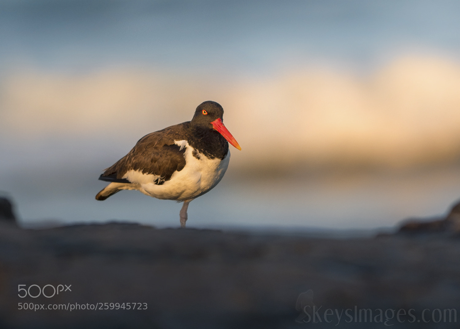 Nikon D500 sample photo. Among the clouds (oystercatcher) photography