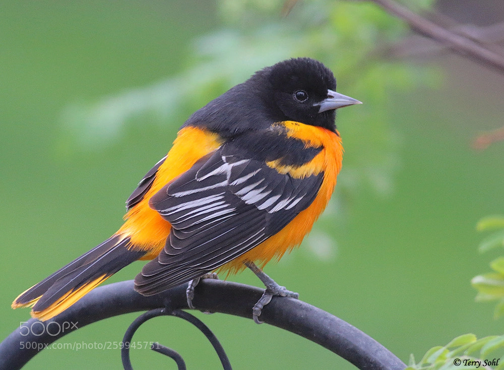 Canon EOS 70D sample photo. Baltimore oriole photography