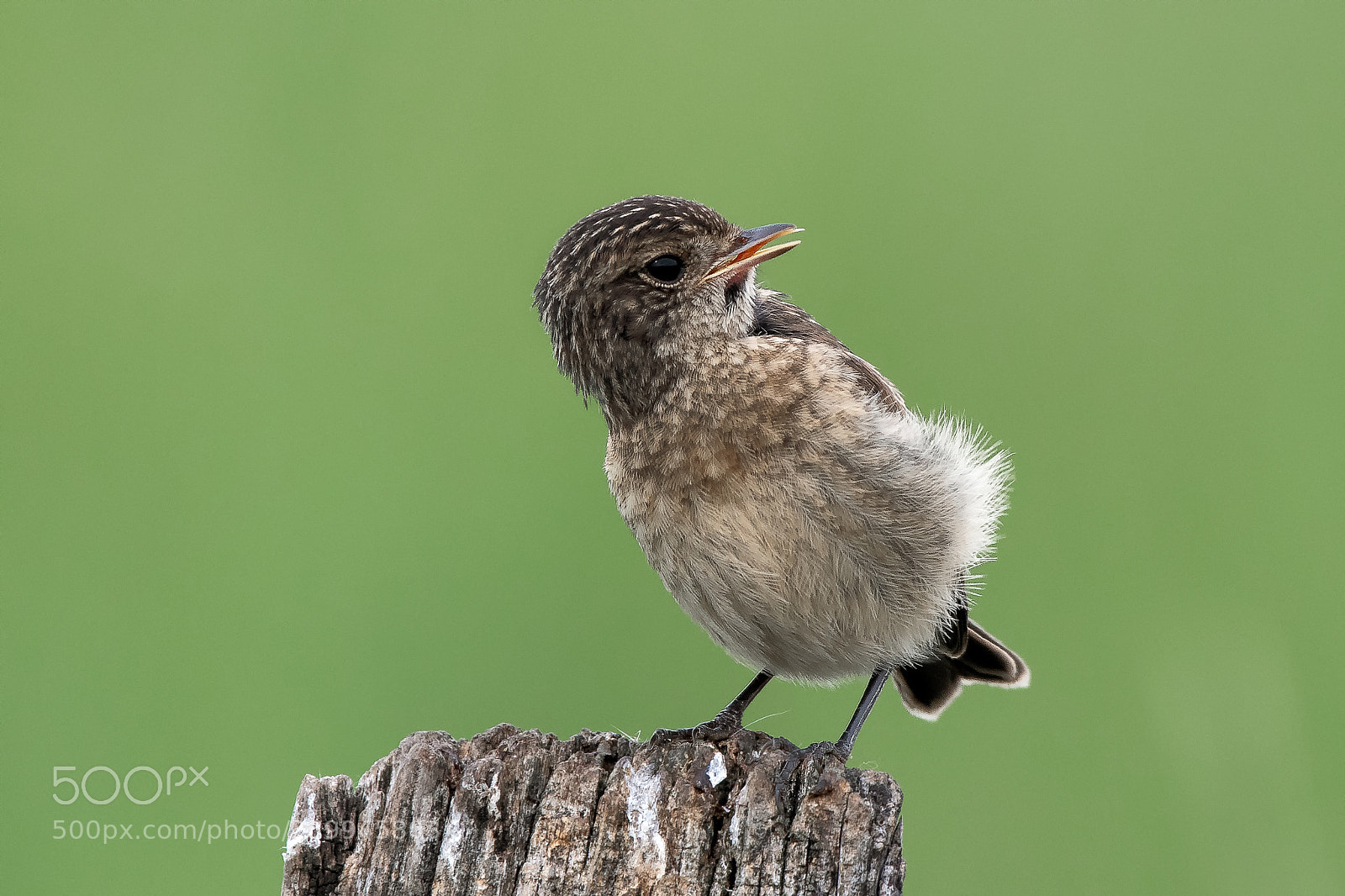 Nikon D500 sample photo. Young stonechat photography