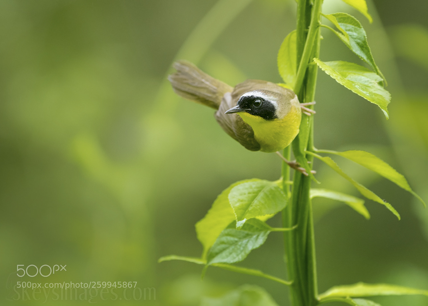 Nikon D500 sample photo. With a twist common photography
