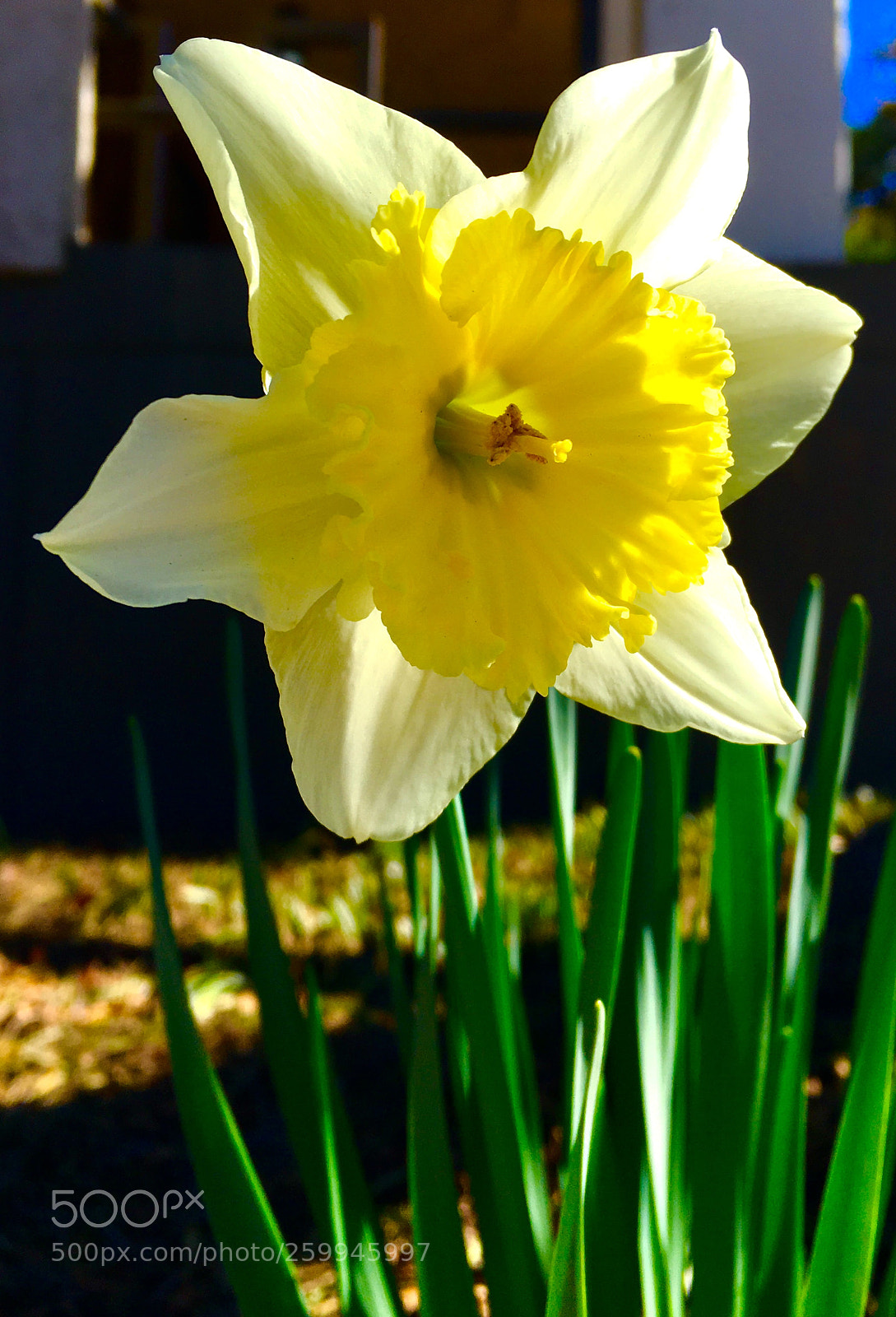 Apple iPhone 6s sample photo. Yellow photography
