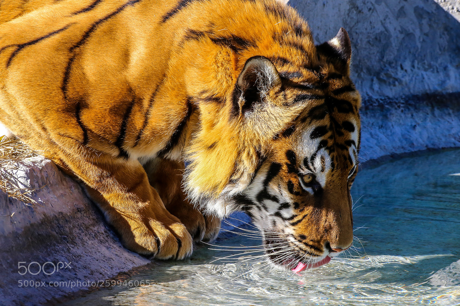 Canon EOS 6D sample photo. Thirsty beauty photography