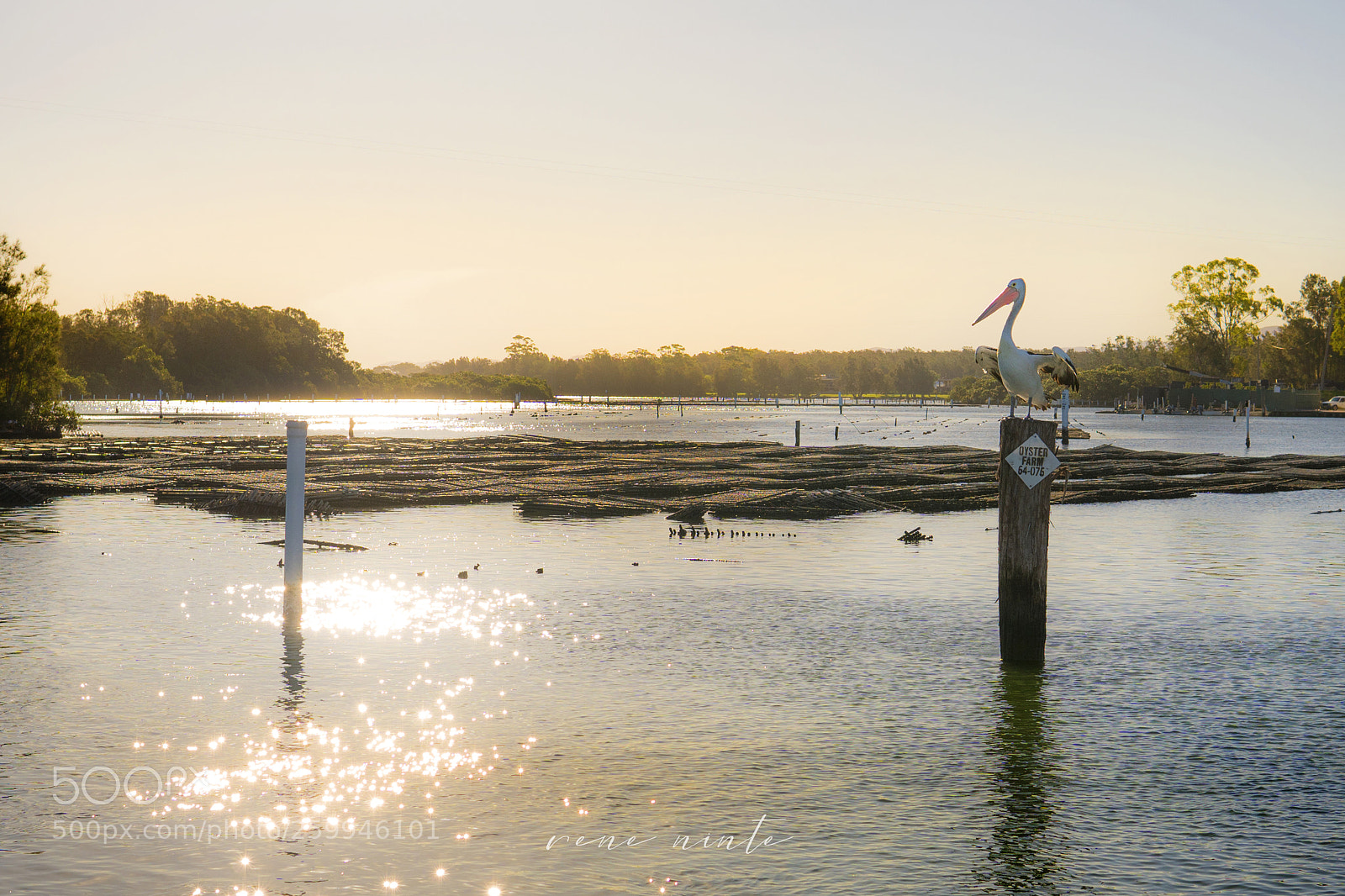 Sony a7 III sample photo. Pelican by the lake photography