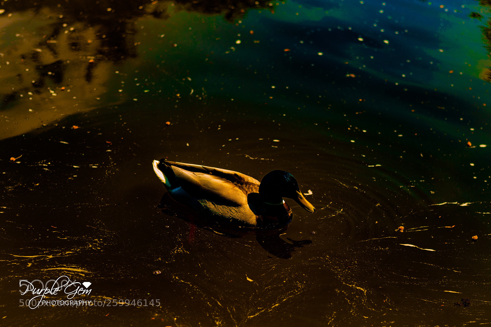 Nikon D700 sample photo. Blue hues photography