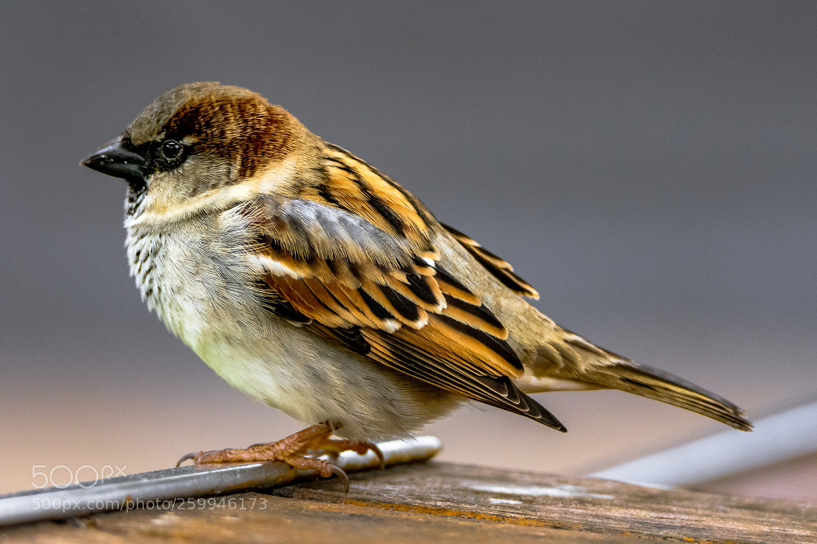 Nikon D7200 sample photo. Tiny house sparrow i photography