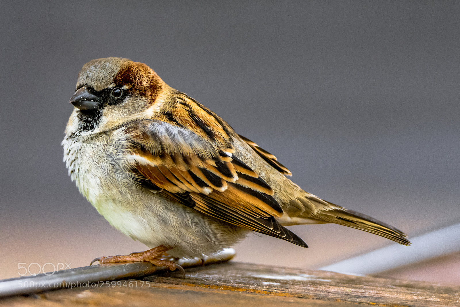 Nikon D7200 sample photo. Tiny house sparrow ii photography