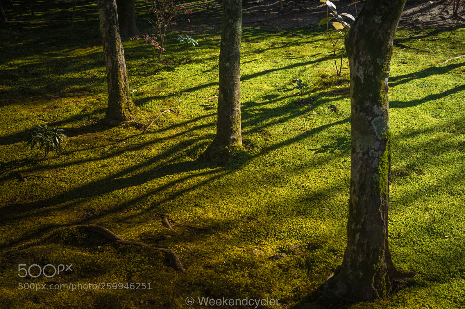 Sony a7 II sample photo. The setting sun photography
