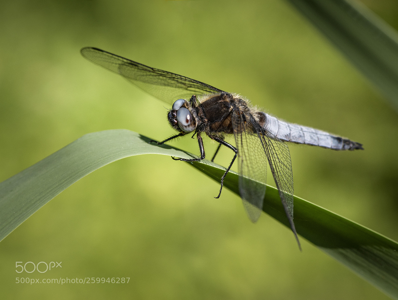 Nikon D810 sample photo. I see you je photography