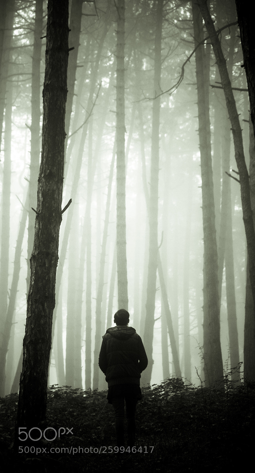 Canon EOS 7D sample photo. Into the woods photography