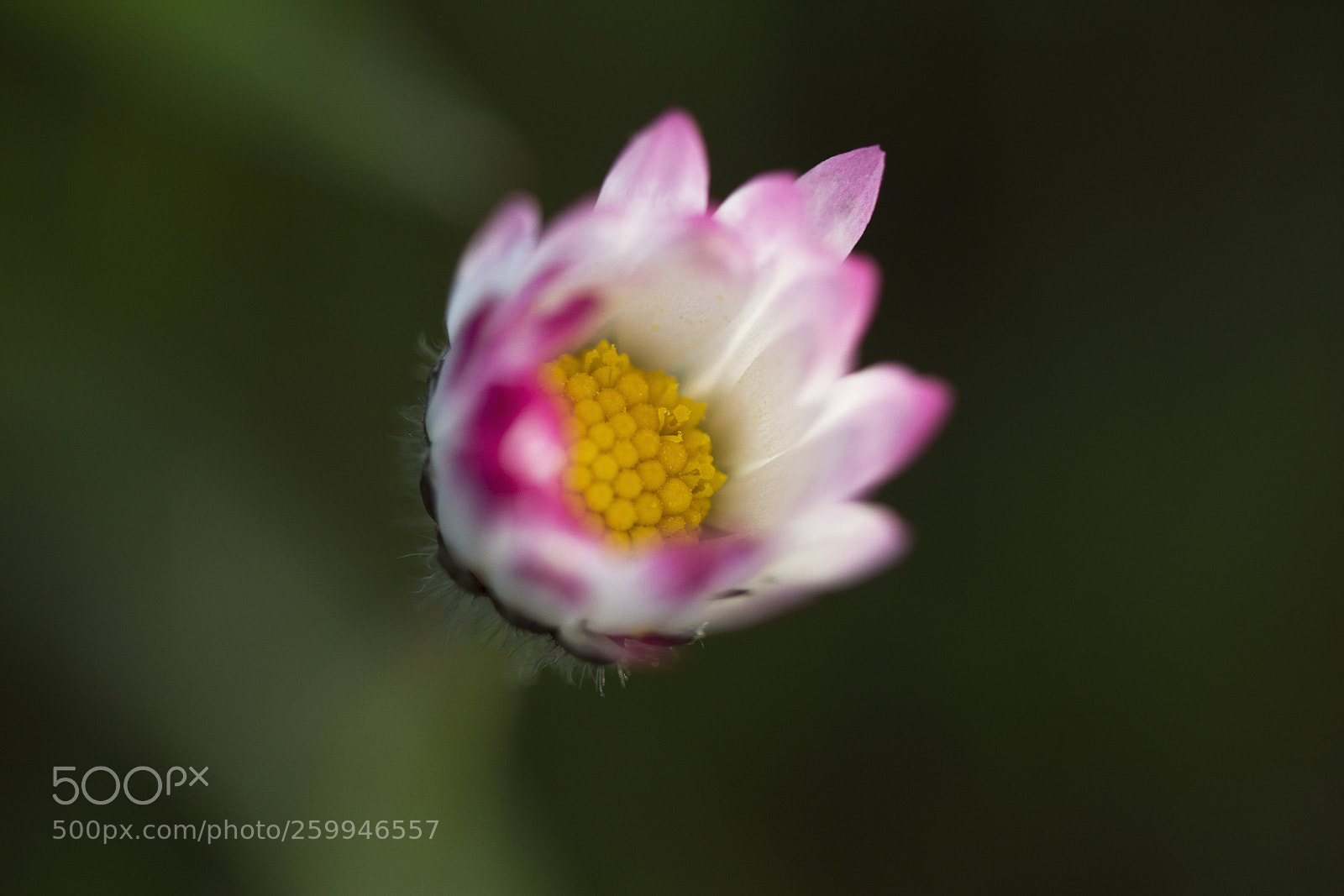 Canon EOS 60D sample photo. G nsebl mchen bellis photography