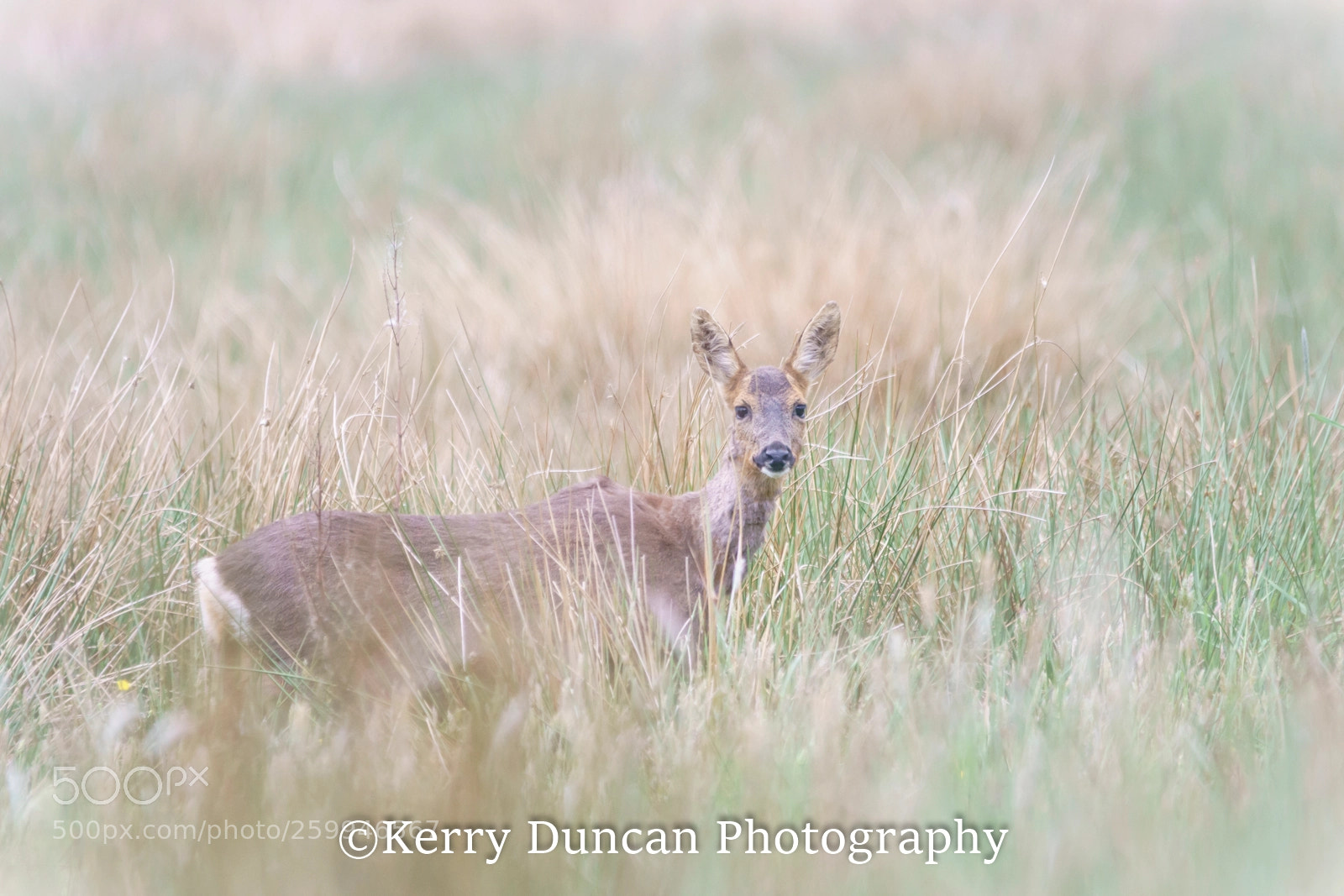 Sony ILCA-77M2 sample photo. Roe deer photography