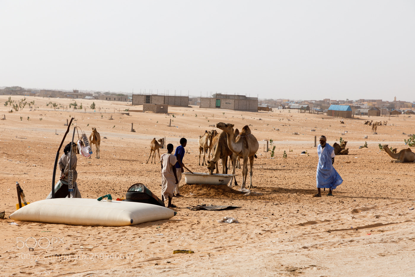 Canon EOS 5D Mark IV sample photo. Camels in mauritania photography