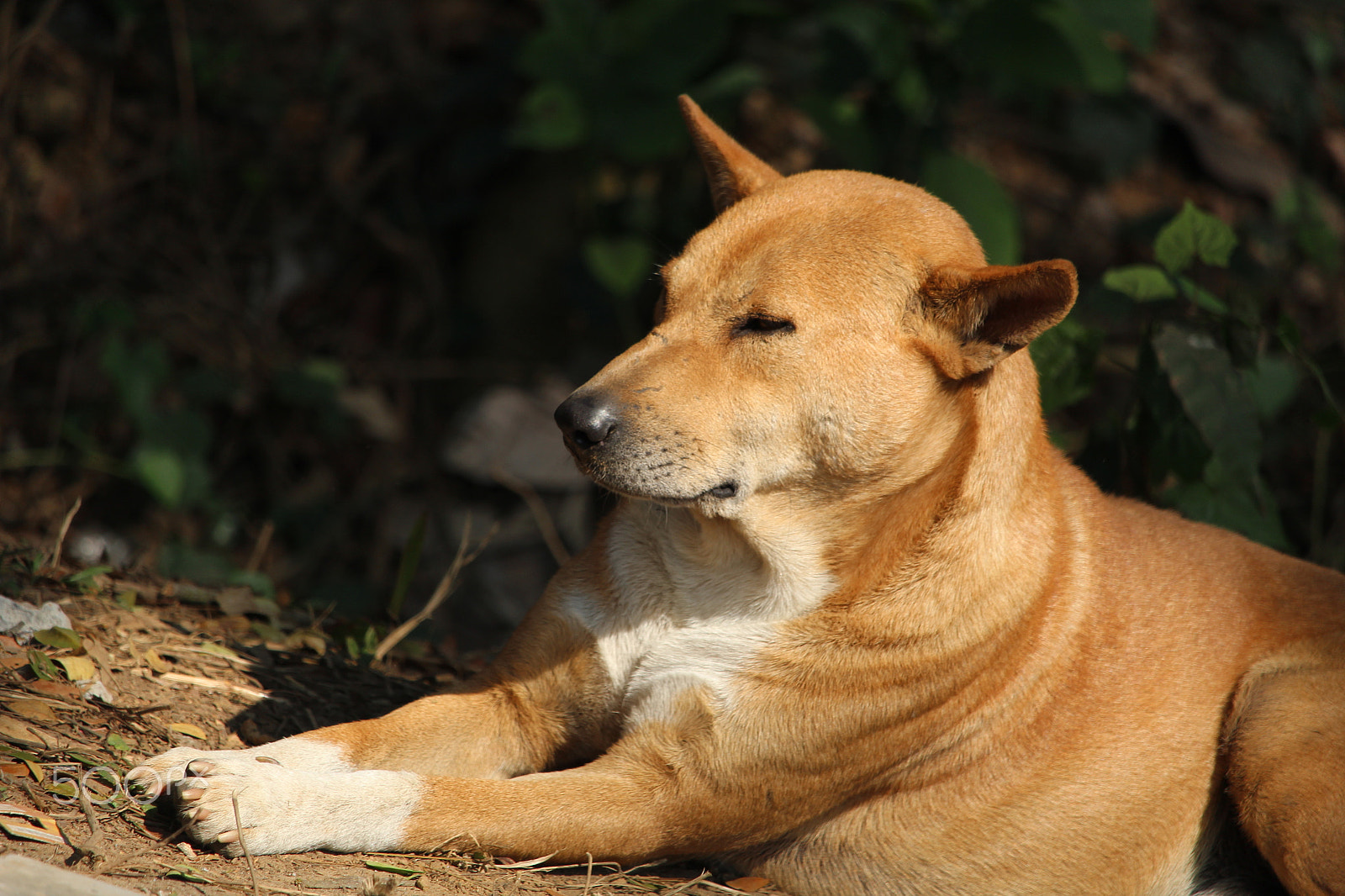 Canon EF-S 55-250mm F4-5.6 IS STM sample photo. Ia dog picture sitting beside the street. the dogs photography