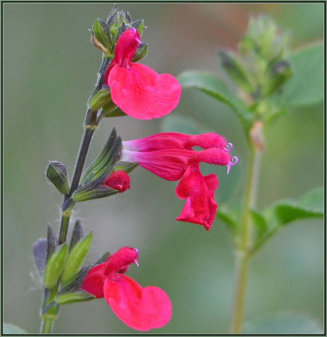 Sigma 120-400mm F4.5-5.6 DG OS HSM sample photo. Spring wildflowers photography