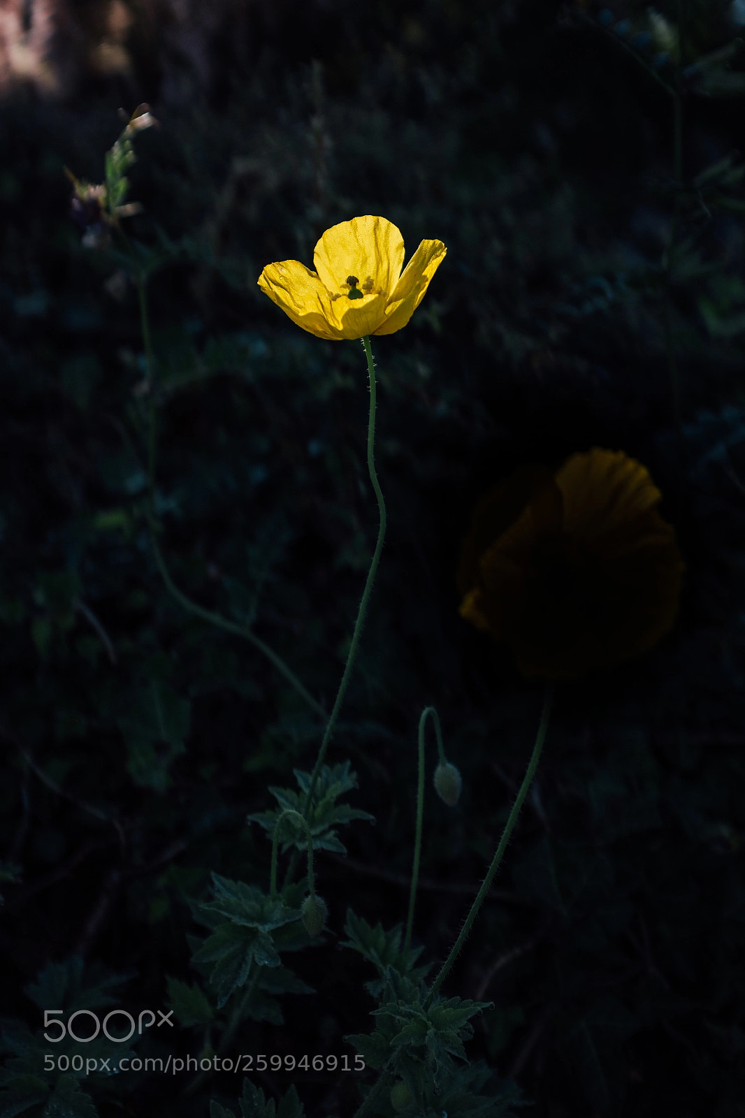 Fujifilm X100T sample photo. Welsh poppy in the photography