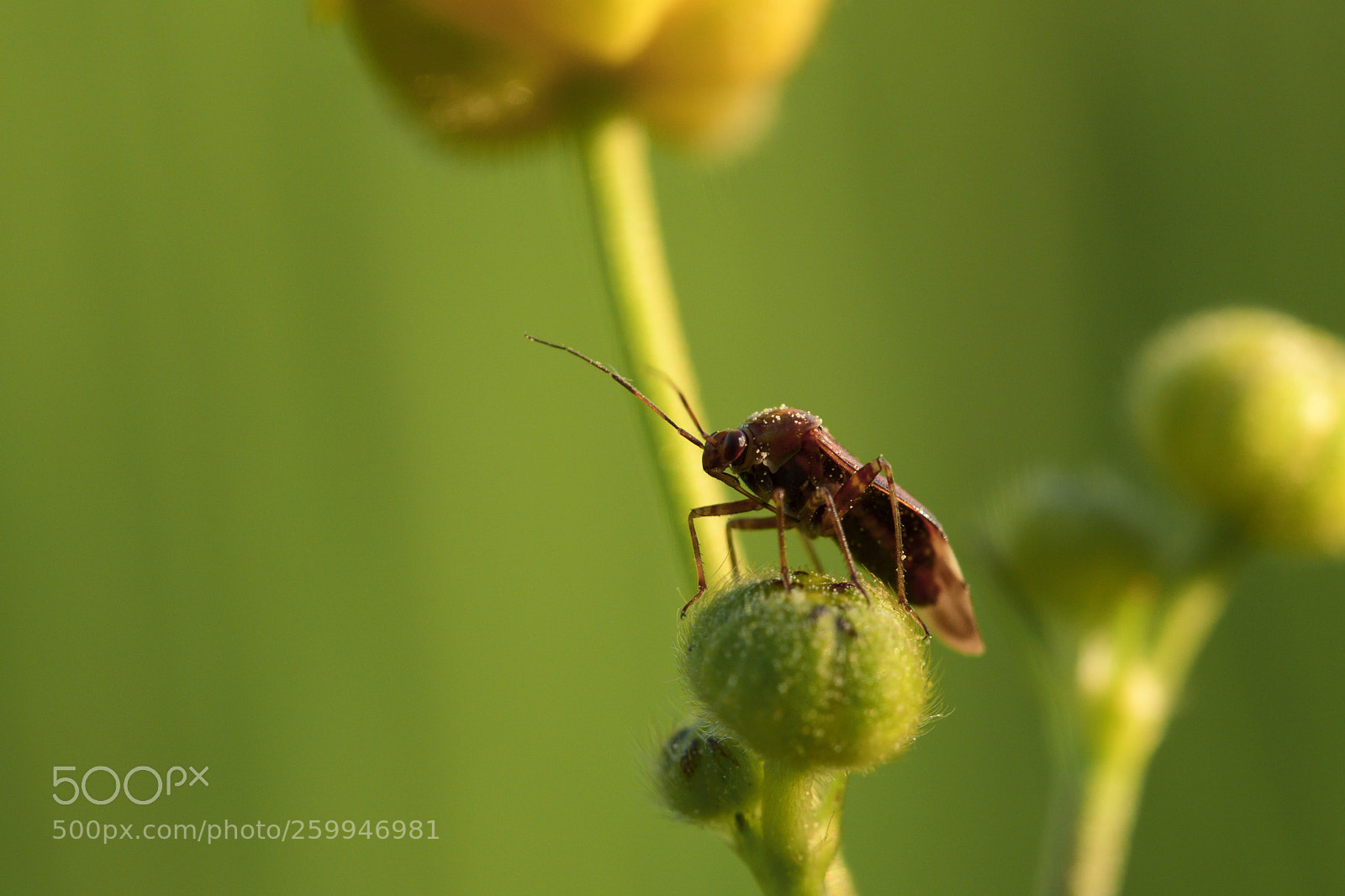Nikon D7500 sample photo. Miniature wildlife photography