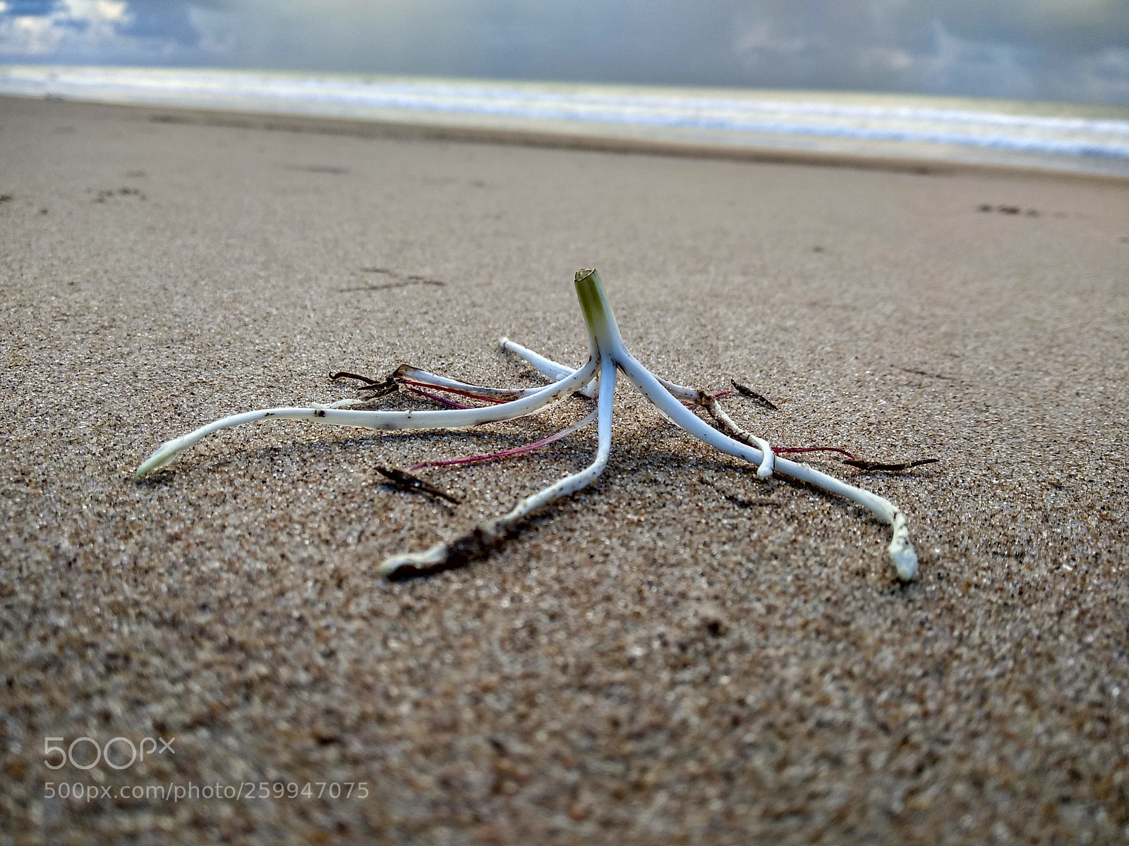 Xiaomi Redmi Note 4 sample photo. Untitled photography