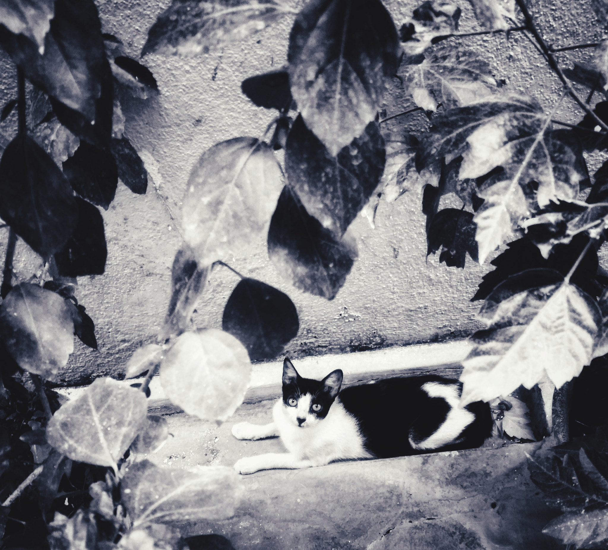 Xiaomi Redmi 4 Pro sample photo. Funny cat photography