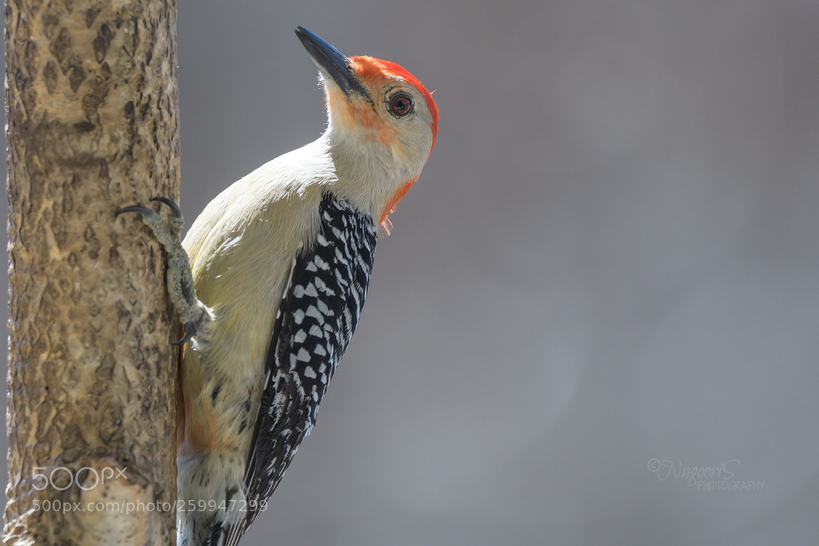 Nikon D500 sample photo. Red bellied woodpecker photography