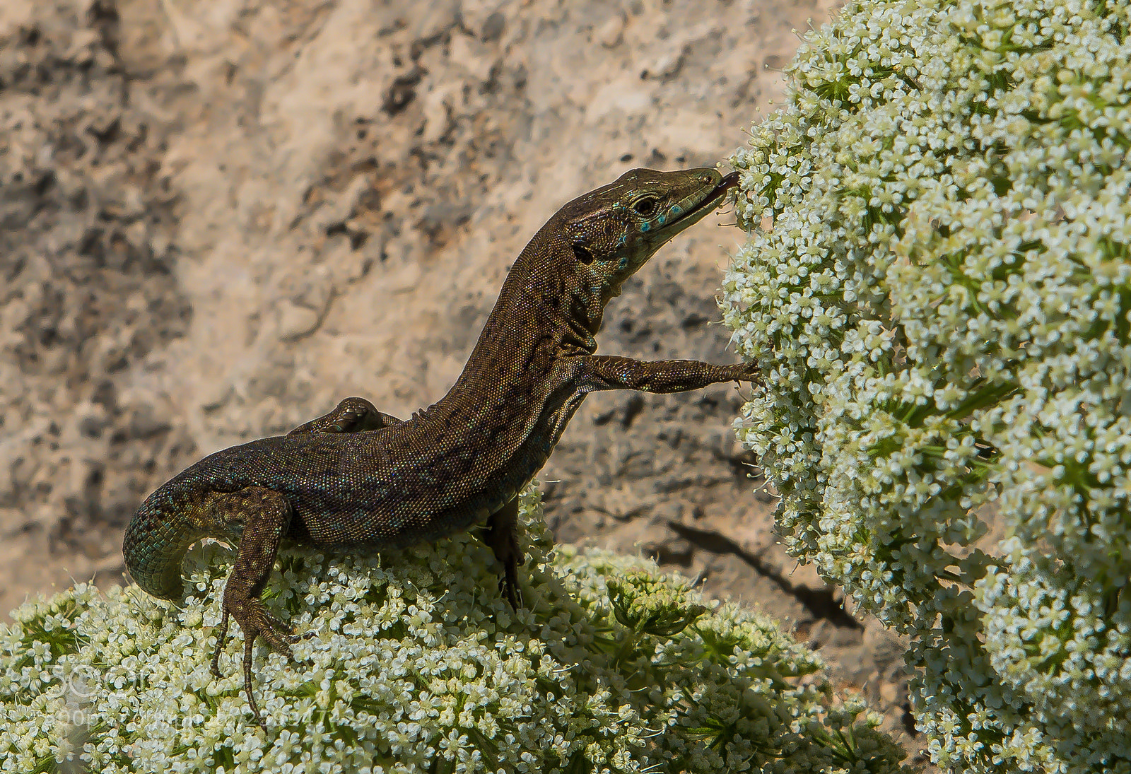 Nikon D810 sample photo. Sa dragonera lizard photography