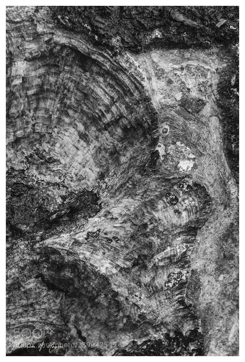 Nikon D90 sample photo. Wood 01 photography