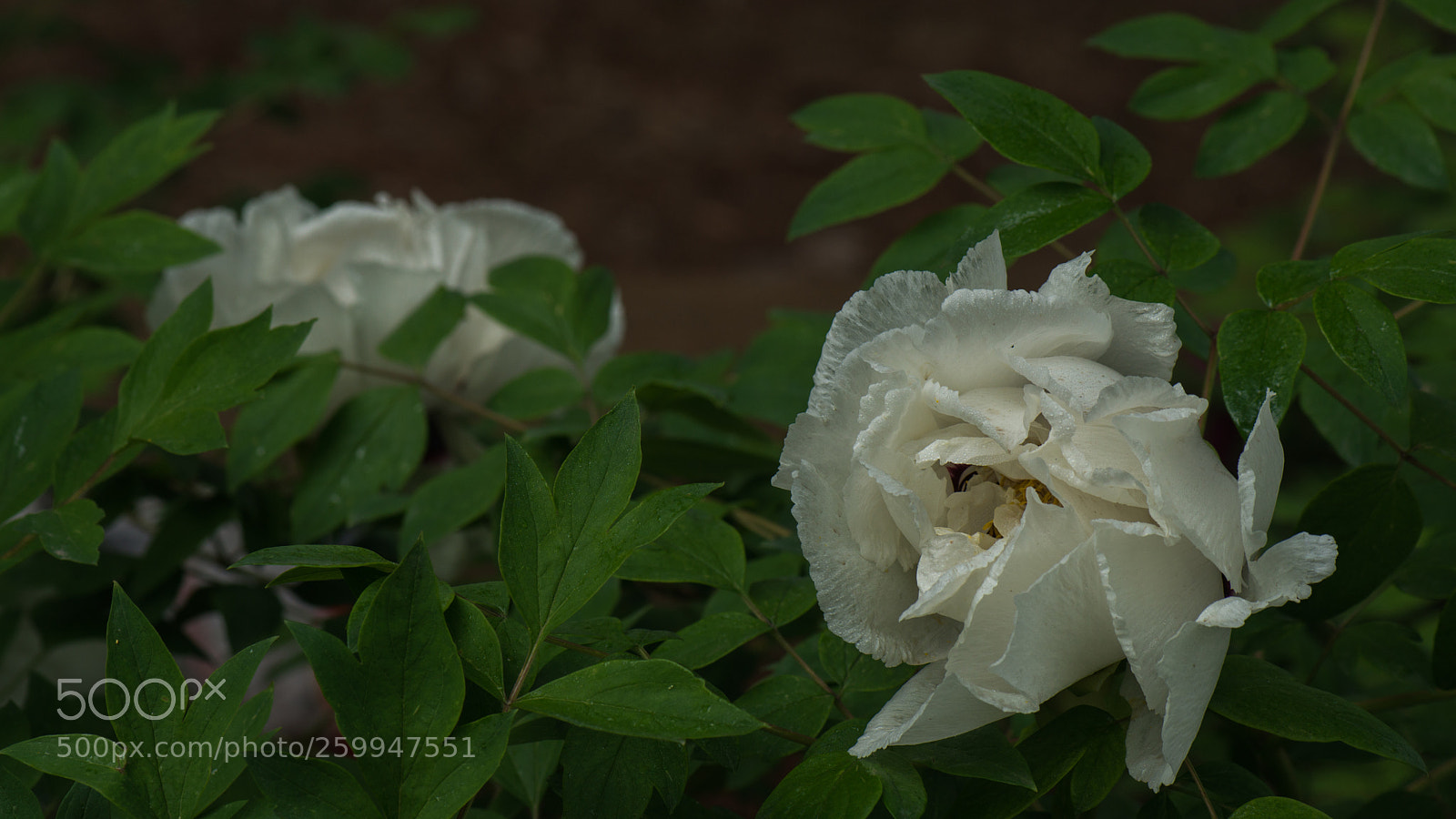 Nikon D800E sample photo. Subshrubby peony flower photography