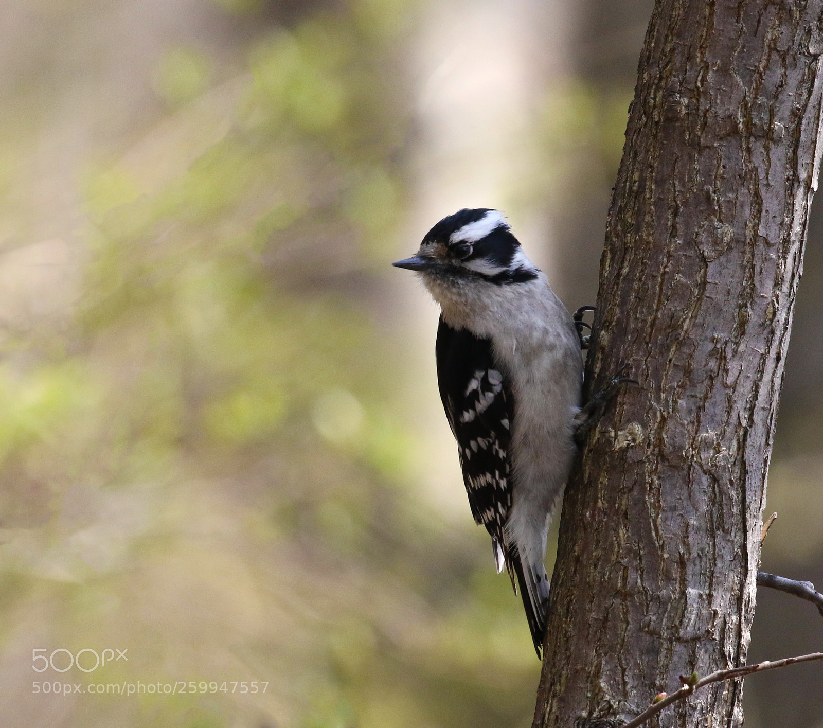 Canon EOS 7D Mark II sample photo. Wonderful woodpecker photography