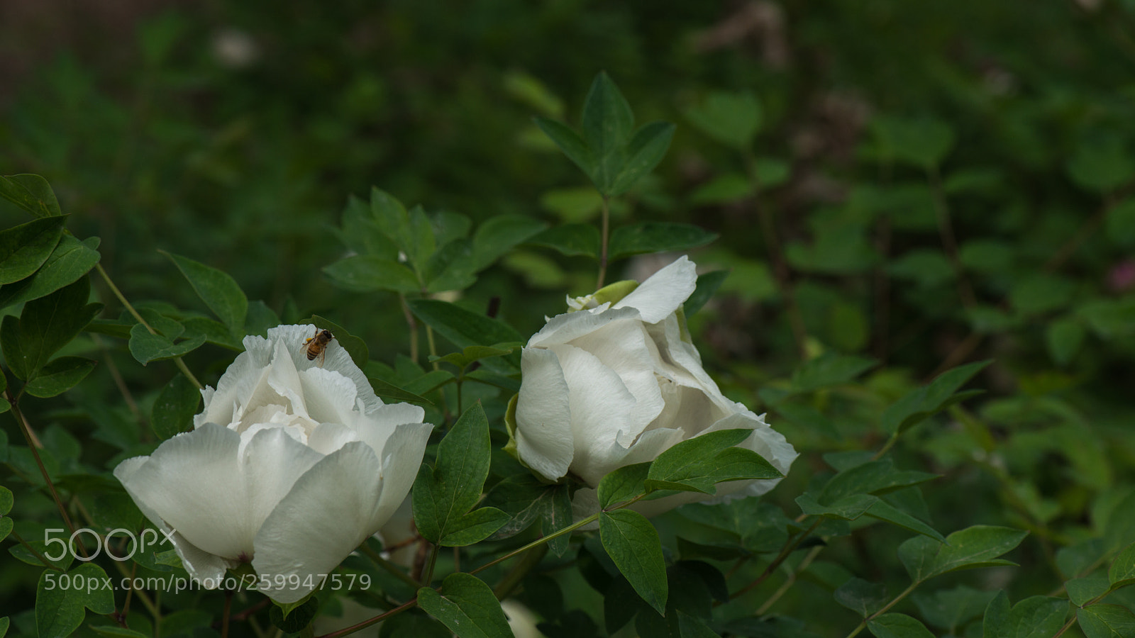 Nikon D800E sample photo. Subshrubby peony flower photography