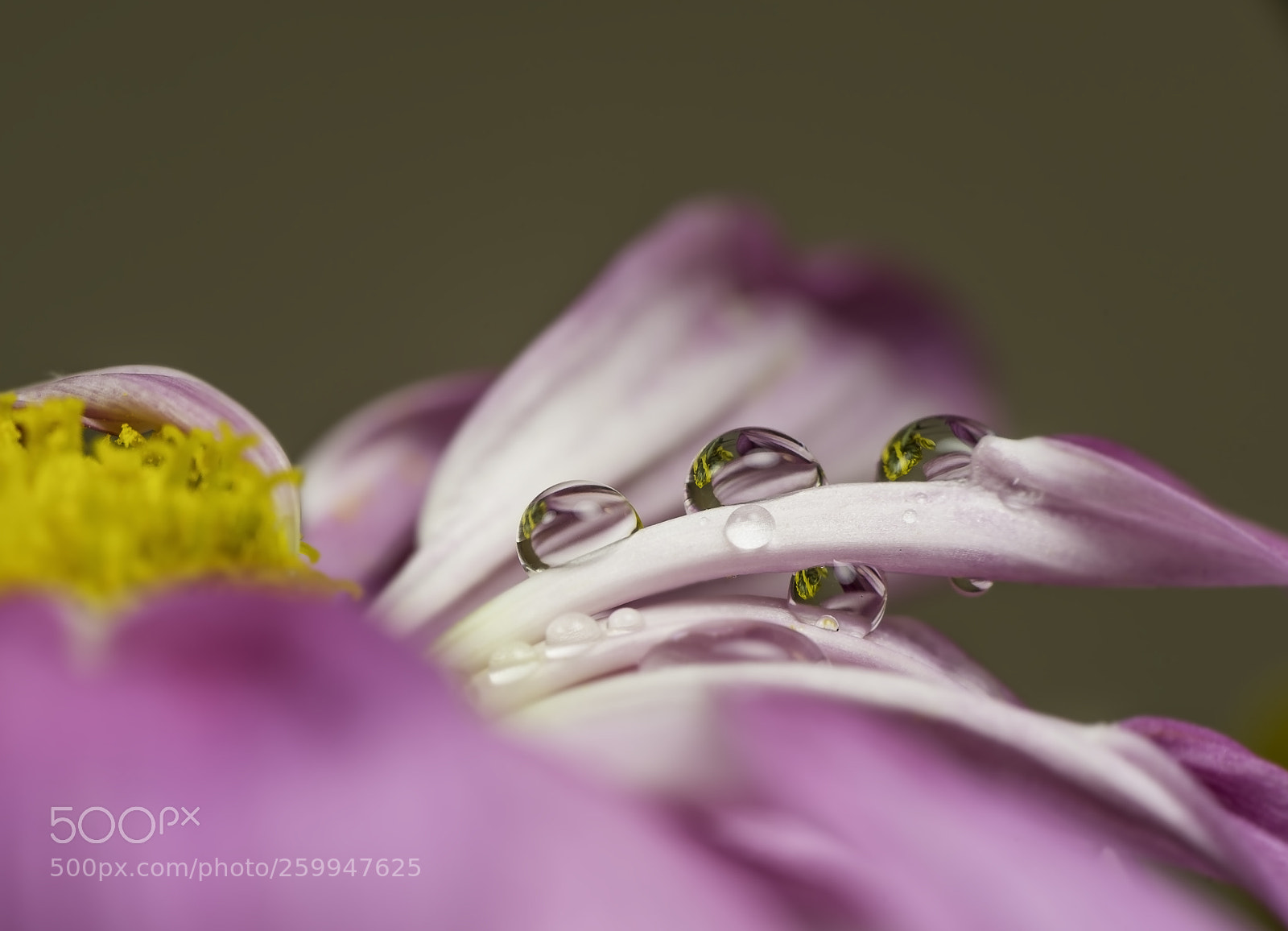 Nikon D810 sample photo. Water drops on flower photography