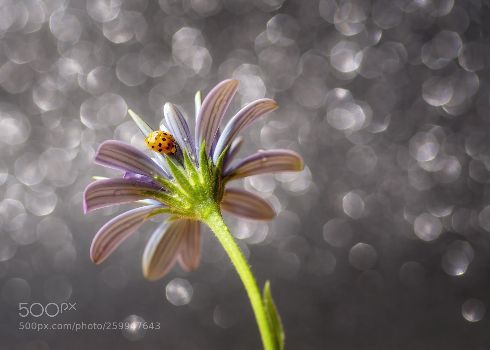 Nikon D7100 sample photo. Yellow ladybug photography
