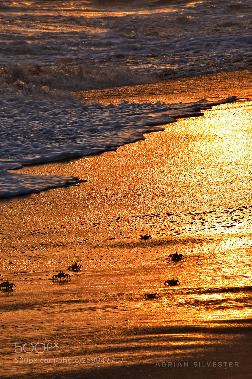 Nikon D5300 sample photo. Fellow walkers photography