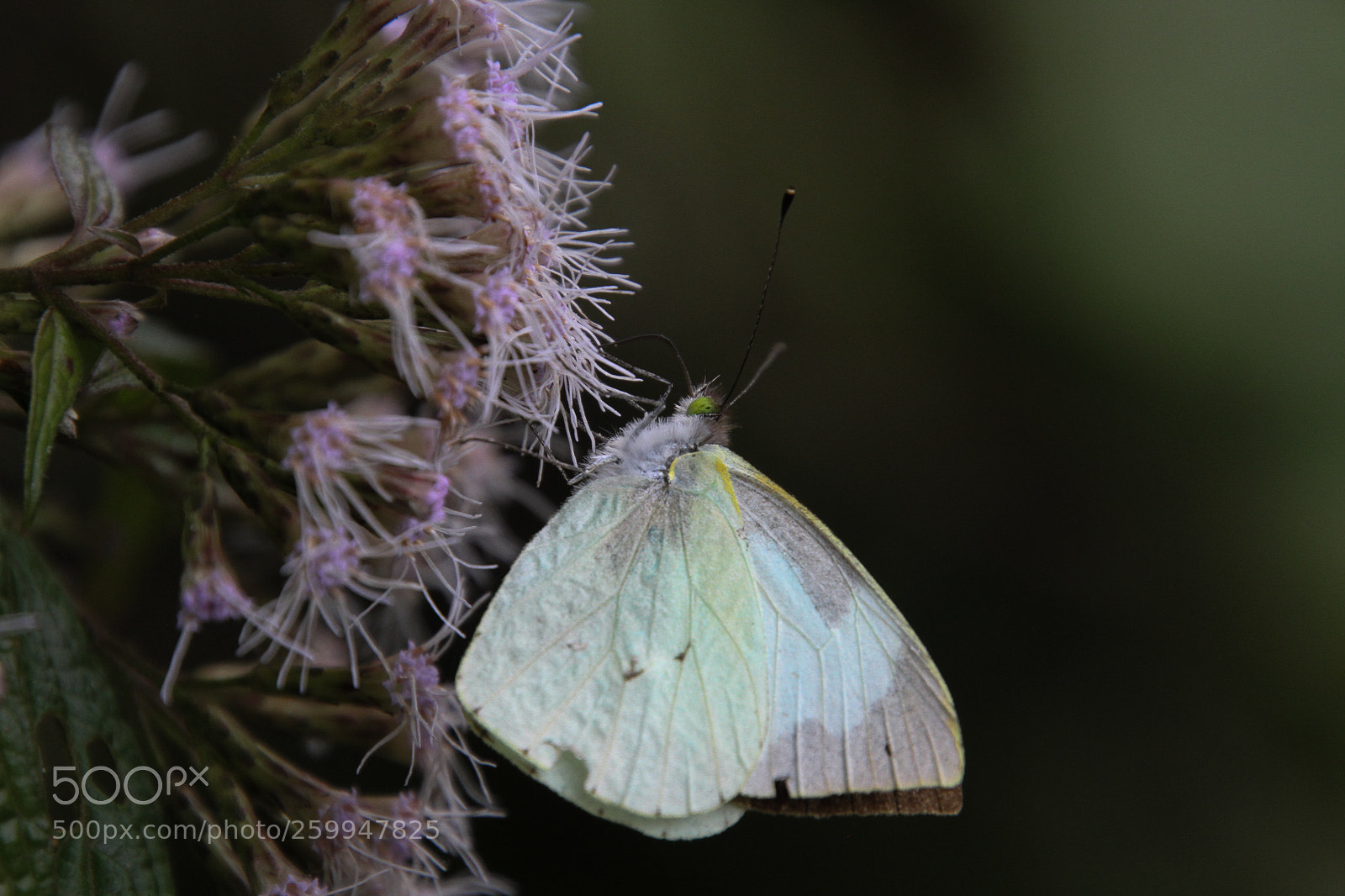 Canon EOS 7D sample photo. Beauty of pollination photography