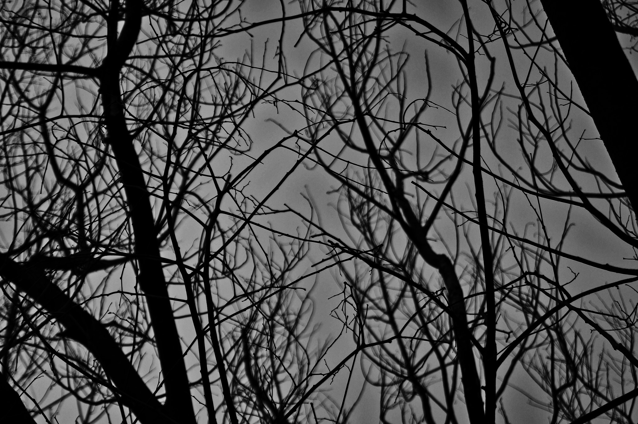 Sony SLT-A37 sample photo. Black branches photography