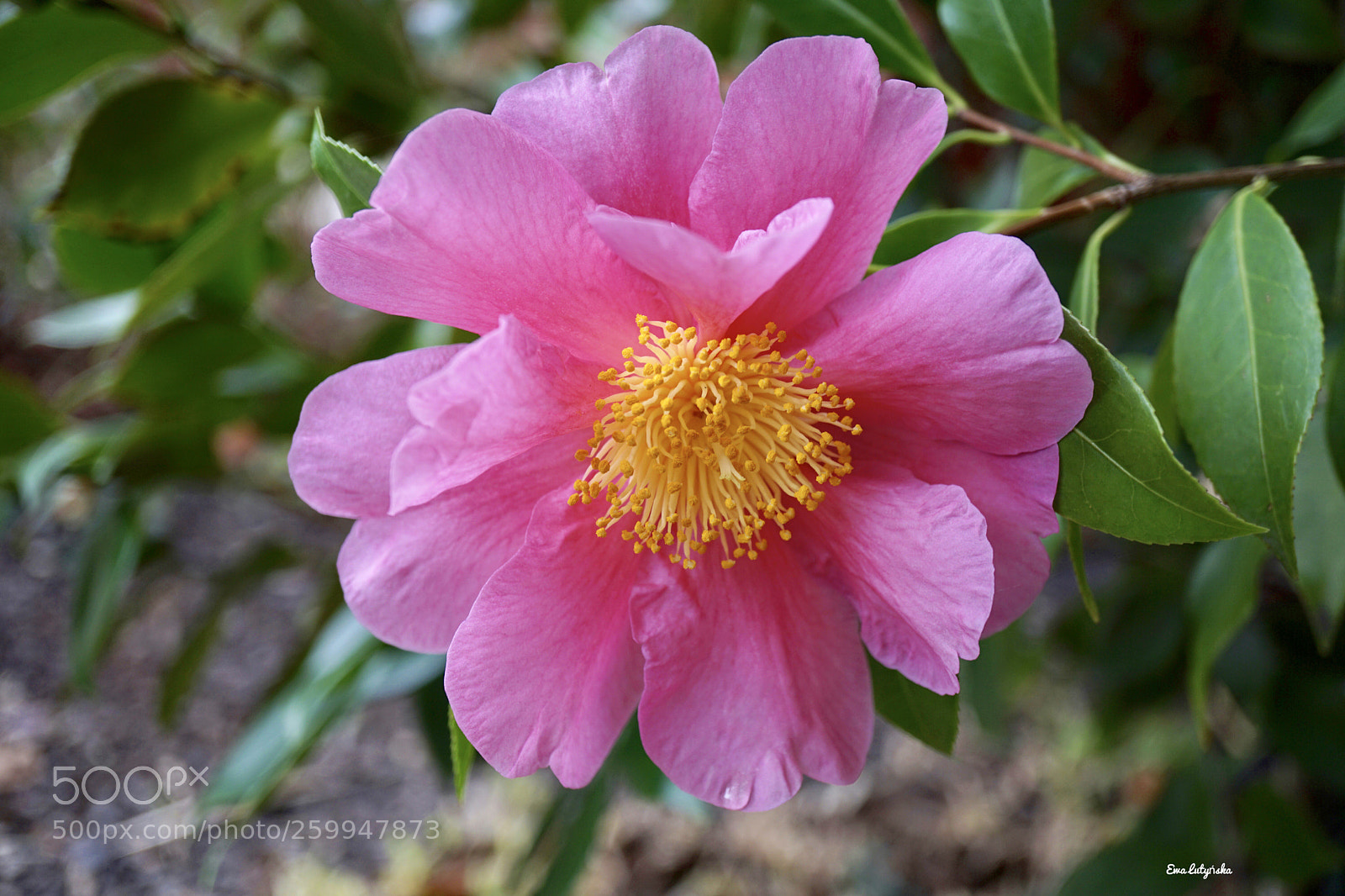 Sony a6000 sample photo. Autumn camellia  photography
