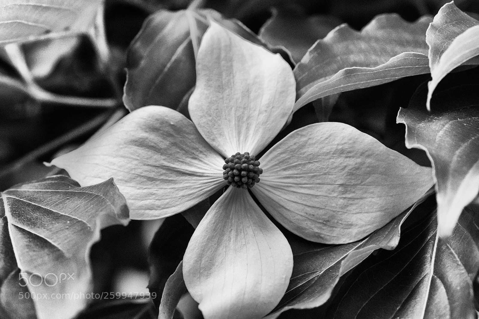 Nikon D750 sample photo. Flower photography