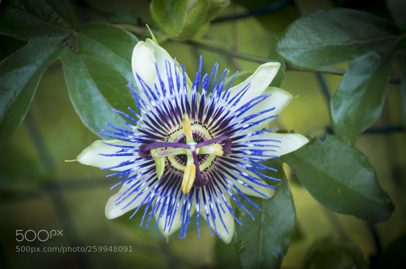 Pentax K-30 sample photo. Passiflora photography