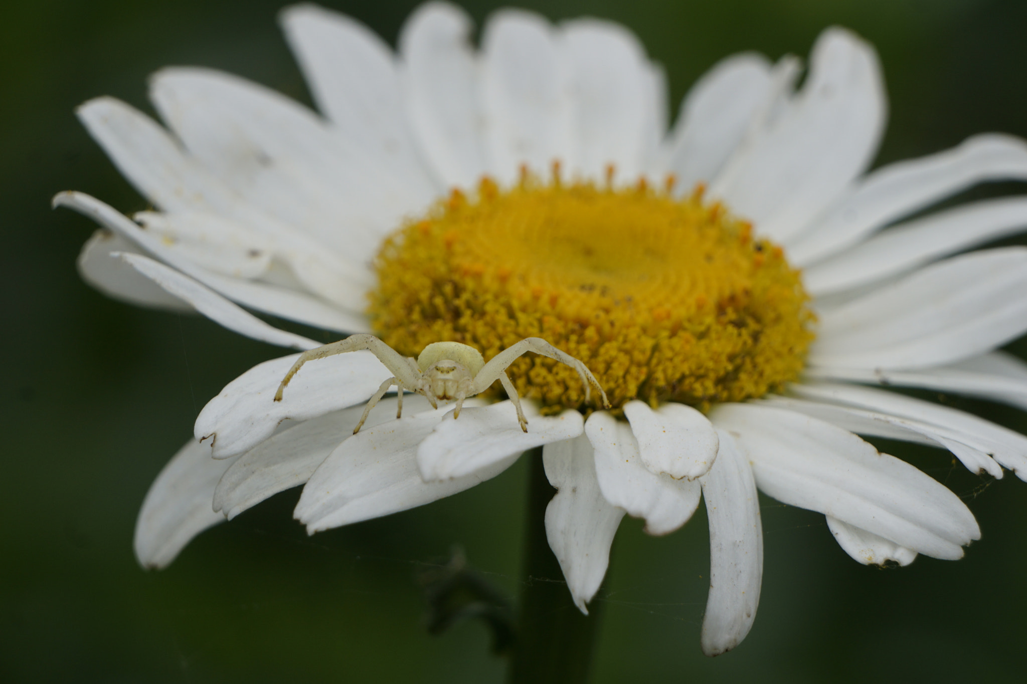 Sony FE 24-240mm F3.5-6.3 OSS sample photo. Spider photography